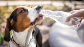 'I did one thing to get my dogs drinking more water – now they love it'
