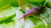 Expert's three key ways how to stop snails and slugs from ruining your garden