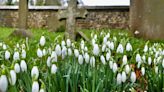 ‘Bumper crop’ of snowdrops is about to bloom