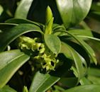 Daphne laureola