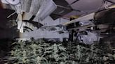 Police seize £250k worth of cannabis at business park