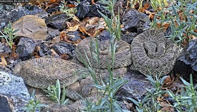 WATCH: Webcam monitors hundreds of rattlesnakes at Colorado 'mega den'