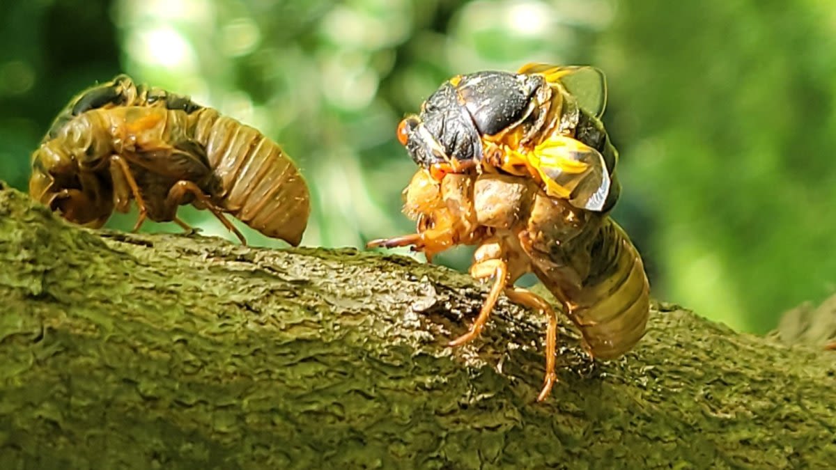 How long will cicadas last in Illinois? What to expect with 2024 emergence