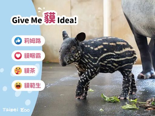 北市動物園馬來貘命名投票大戰開始！