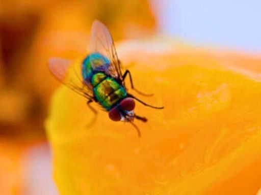 Remove fruit flies from your home quickly with 2-ingredient homemade solution