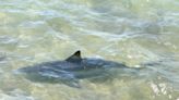 Joven atacada por tiburón en Florida debe ser operada de nuevo