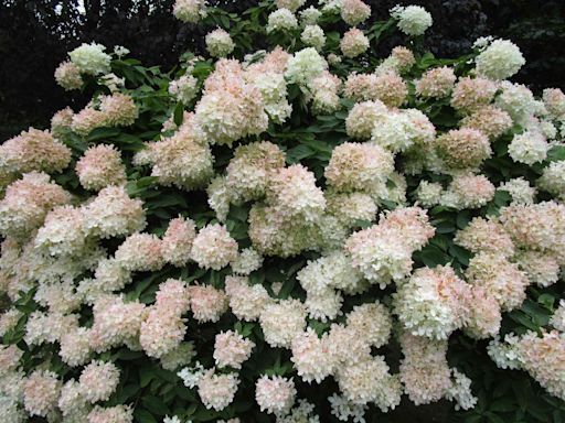 How to Grow and Care for Peegee Hydrangea for Big, White Blooms