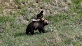 Montana angler kills grizzly bear north of Yellowstone