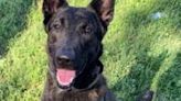 Sheriff's office investigating after retired Liberty County K-9 surrendered to animal shelter