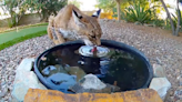 Sneaky bobcat takes a drink from family’s bird feeder to cool off during heatwave