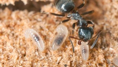 Ant Queens Practice 'Hygienic Cannibalism' Out of Tough Love