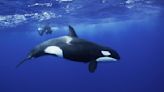 'Rare' Killer Whale Spotted In Pod Of Orcas Seen Along California Coast | iHeart