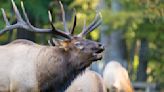 Angry bull elk throws careless tourist to the ground at Yellowstone