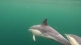 Stunning underwater footage shows pod of dolphins swimming off the coast of Mull
