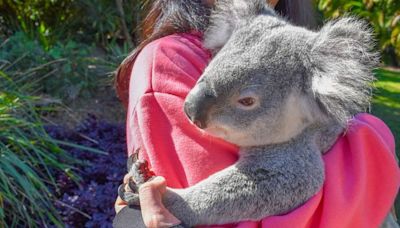 Koala cuddles banned at popular Australian sanctuary visited by Taylor Swift and Vladimir Putin