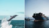 Researchers Develop ‘Dolphin Skin’ Cargo Ship Propeller That Slashes Costs and CO2 Emissions