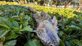 Will the invasive iguanas rebound from South Florida's cold, dark Christmas?