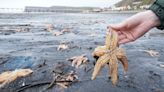 Thousands of shellfish washed up on same stretch of coast which saw mass die-off