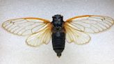 Cicadas have re-emerged in Wisconsin for the first time in 17 years. Why that isn't all bad news.