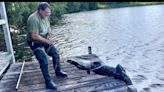 'Best white meat there is': Pierson gator trapper estimates he's caught 10,000 in 36 years