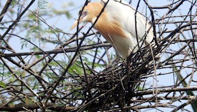 Bird species diversity, summer breeding declining in Punjab