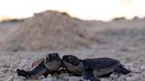 A win for conservation? NC sees record number of green sea turtle nests in 2023