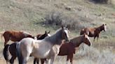 Wild horses to remain in North Dakota's Theodore Roosevelt National Park, lawmaker says