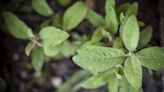 Remedios herbales que pueden aliviar problemas respiratorios