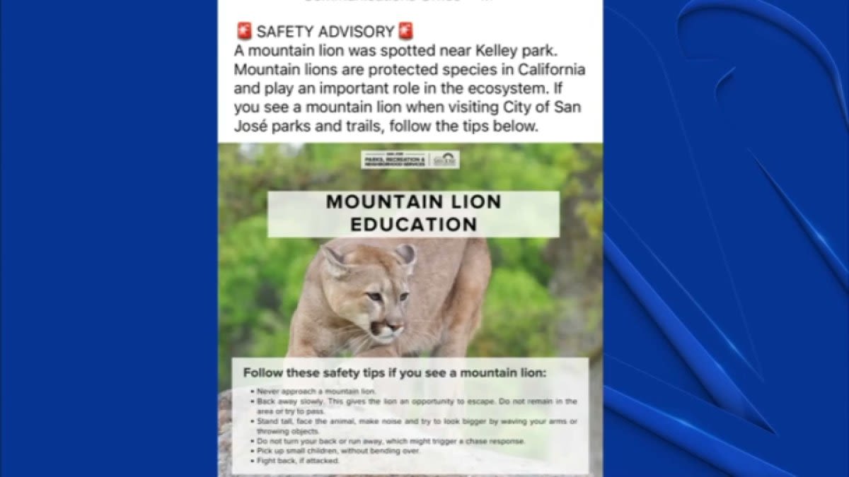 Another mountain lion sighting reported in San Jose