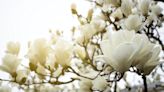 11 White Flowering Trees to Transform Your Yard into a Veritable Wonderland