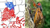 Billions of Cicadas Are Coming amid Rare Double Brood — See Where the Bugs Will Be This Spring