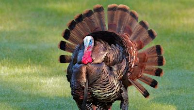 Illinois hunters harvest record turkey numbers – QCA county in 1st place