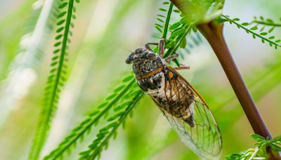 Swarm Regards: 14 Things Probably Didn't Know About Cicadas