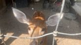 A buck was euthanized and a fawn will spend its life in captivity. Here’s why.