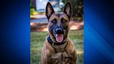 State Police K-9 dies after being shot during standoff in Fitchburg