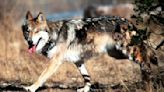 Wolf known for genetic value found dead in New Mexico
