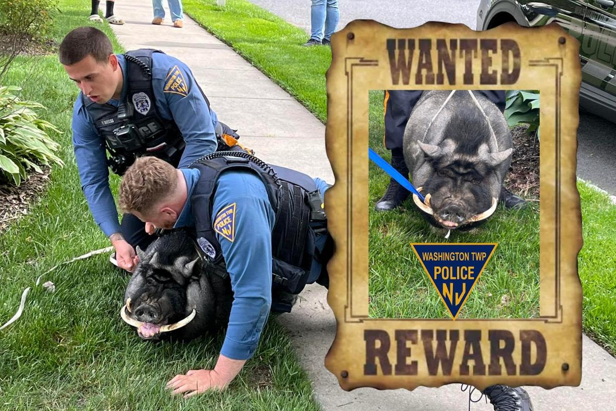 Police tackle 200-pound pig loose in South Jersey