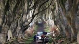 Northern Ireland loses more landmark 'Game of Thrones' trees in storm