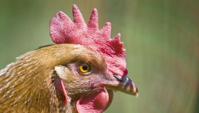 Colorado still testing 150 for bird flu