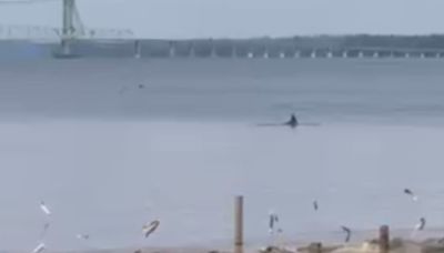 WATCH: Dolphin spotted near Benjamin Harrison Bridge