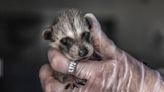 Spring baby season keeps LI wildlife rehabilitators busy