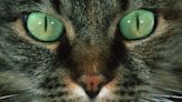 Cats' dazzling eye colors may come from 1 unusual ancestor