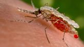 Por qué el cambio climático facilita el crecimiento de la malaria