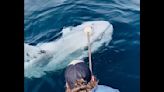 Watch: Massive ‘alien’ fish gets helping hand from boat crew