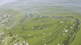 Saskatchewan lakes a hot spot for toxic algae | Globalnews.ca