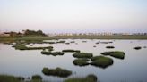 Army Corps Plans to Uplift Marsh in Middle