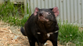 Thyme, Tasmanian devil at the Columbus Zoo, dies at 5 years old