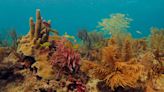 Corales de Paz, guardianes de los arrecifes colombianos