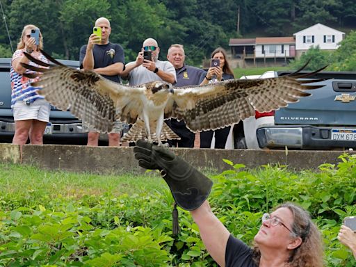 Young Osprey Returns To The Wild - West Virginia Public Broadcasting