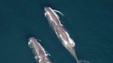 Large whale group spotted off New England includes orca eating a tuna, dozens of endangered species